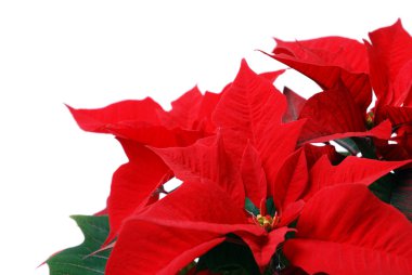 Red Poinsettia clipart