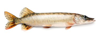 Pike fish clipart