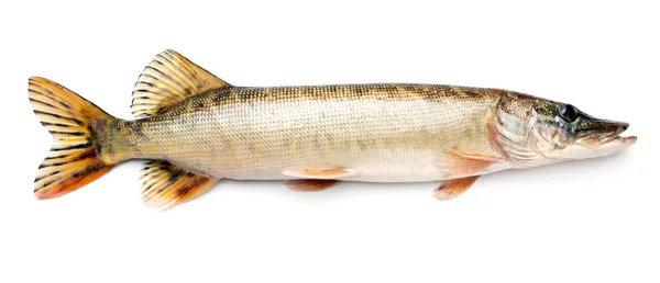 Pike fish — Stock Photo, Image