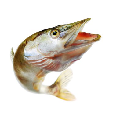 Jumping pike clipart