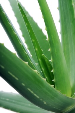 Aloe vera clipart