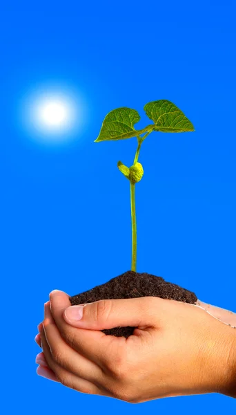 Planta Verde Realizada Mãos — Fotografia de Stock