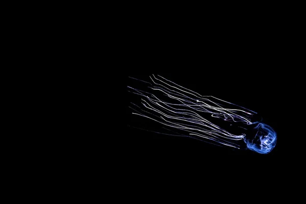 Medusas Acuario Marino Con Reflejos Azules — Foto de Stock