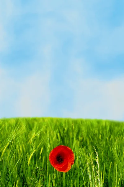 Grönt Fält Med Vallmo Röda Blommor — Stockfoto
