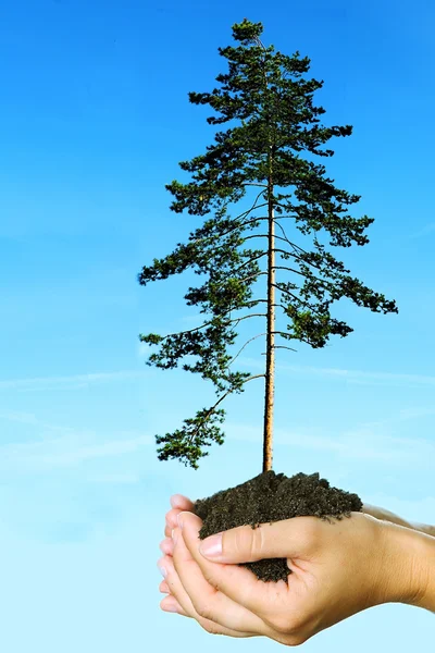 Δέντρο Έλατου Που Φωλιάζουν Στο Γυναίκα Φροντίδα Παλάμες — Φωτογραφία Αρχείου