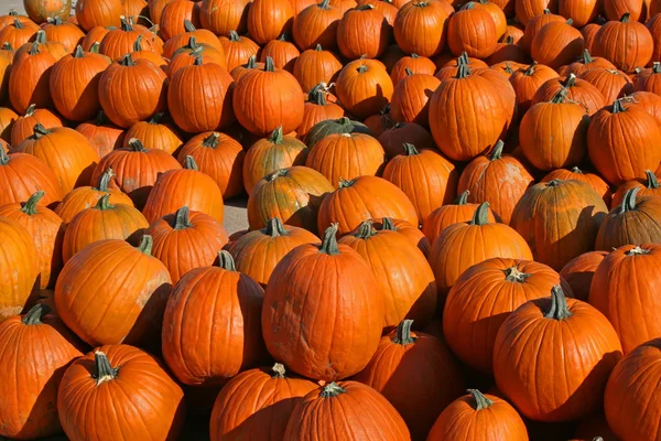 stock image Pumpkin patch