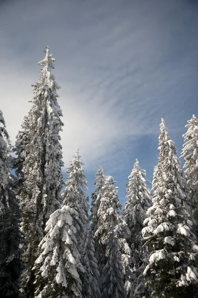 Snowy trees — Stock Photo, Image