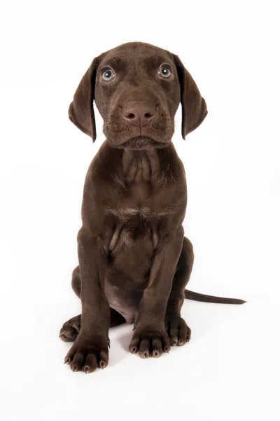 German Shorthaired Pointer Sits White Background — Stock Fotó