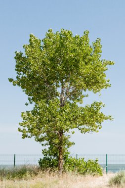 Tree poplar on meadow, yellow flowers and background from the bl clipart