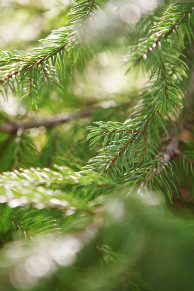 美科的杉木树作为抽象圣诞节背景 — 图库照片