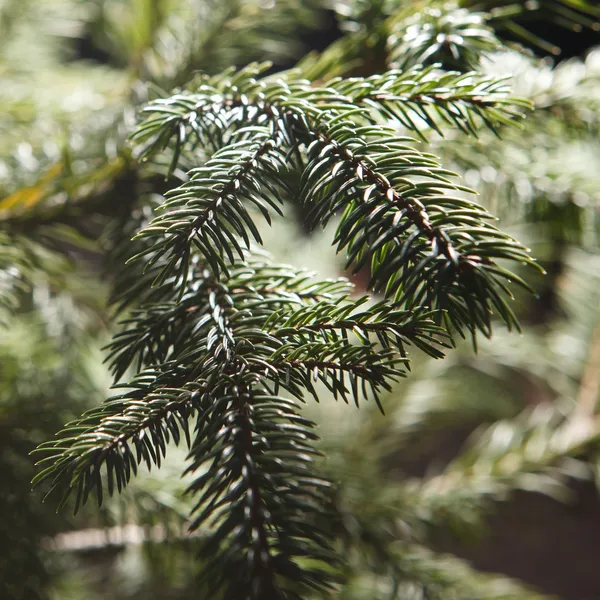 Beautiful branch of fir-tree as abstract christmas background — Stock Photo, Image