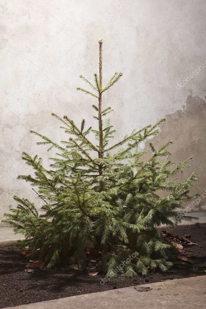 Fir tree for Christmas outdoor, not adorned.