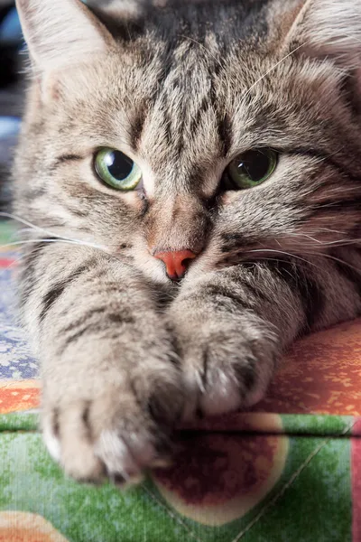 Roztomilá Krásná Kočka Relaxační Pohovce — Stock fotografie
