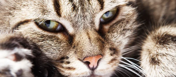 Portrét Close-up krásná kočka Evropská — Stock fotografie