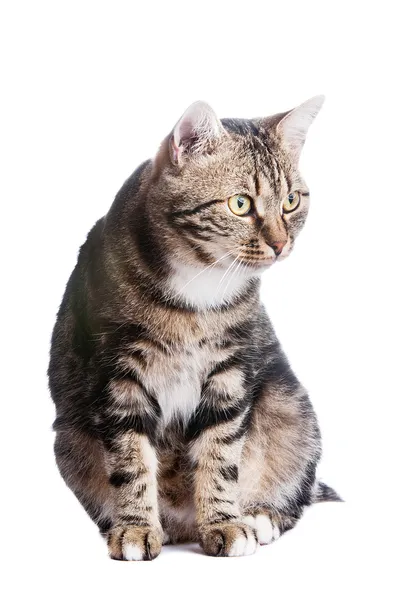 Европейский кот впереди на белом фоне с высунутым языком — стоковое фото