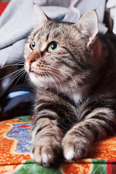 Χαριτωμένο όμορφη γάτα χαλάρωσης στον καναπέ — Φωτογραφία Αρχείου
