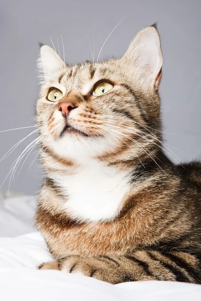 European cat in front on a gray background — Stock Photo, Image