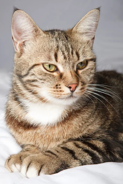 Európai macska, elöl egy szürke háttér — Stock Fotó