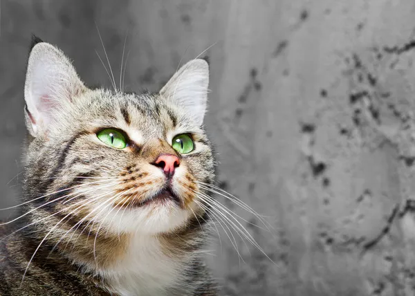 Vackra Europeiska katt framför på en grå bakgrund Stockbild