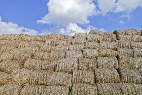 Haystacks fardos no campo — Fotografia de Stock