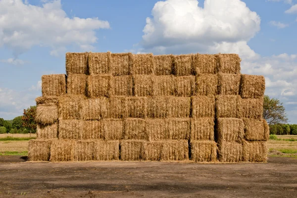 Haystacks bales in countryside — Stock Photo, Image