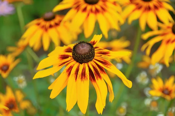 stock image Rudbeckia