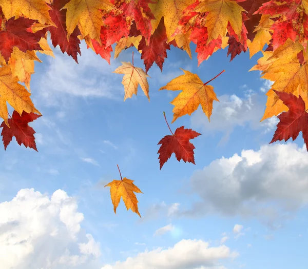Klonowe liście przeciw błękitnemu niebu — Zdjęcie stockowe