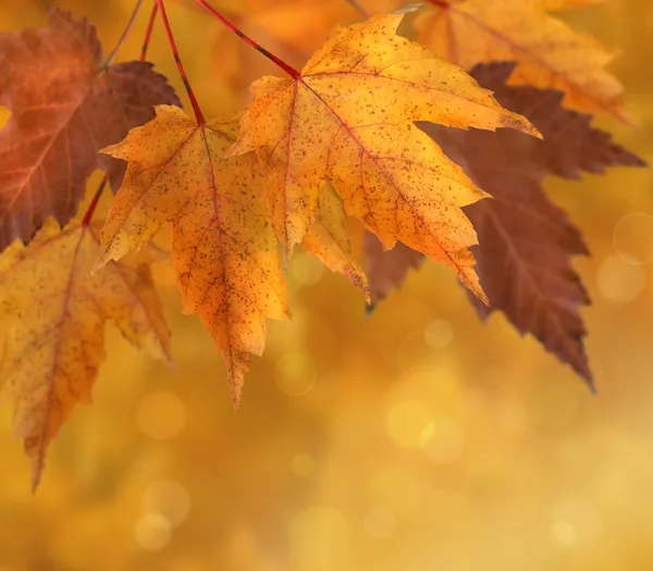 多彩秋天的树叶与浅层焦点 — 图库照片
