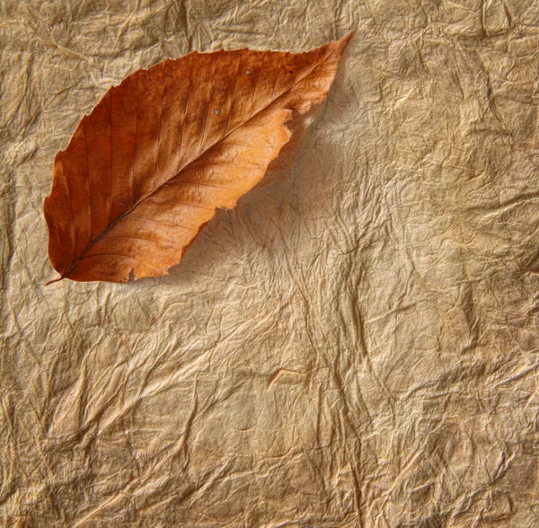 Zbliżenie stary pergamin z liści — Zdjęcie stockowe