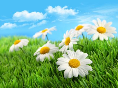 Daisies in grass against a blue sky clipart