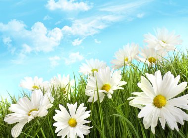 Картина, постер, плакат, фотообои "белые летние маргаритки в высокой траве
", артикул 4819467