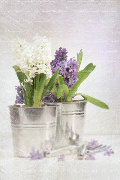 Jacinthe violette au look vintage vieilli — Photo