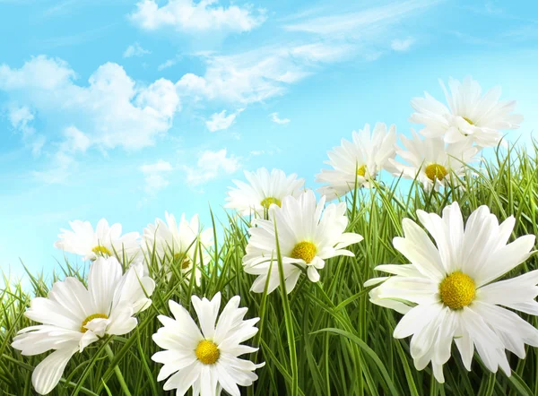 Margaridas brancas de verão em grama alta — Fotografia de Stock