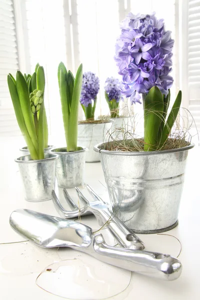 Jacinthes Violettes Sur Table Avec Des Fenêtres Ensoleillées Arrière Plan — Photo