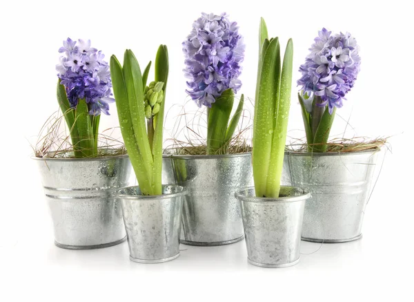 Purple hyacinth in aluminum pots on white — Stock Photo, Image