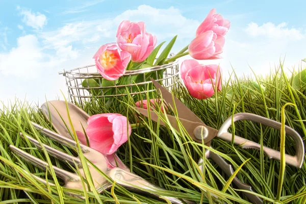 Розовые Тюльпаны Садовые Инструменты Высокой Траве Голубым Небом — стоковое фото