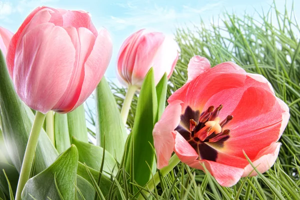 Цветные Весенние Тюльпаны Высокой Траве Голубым Небом — стоковое фото