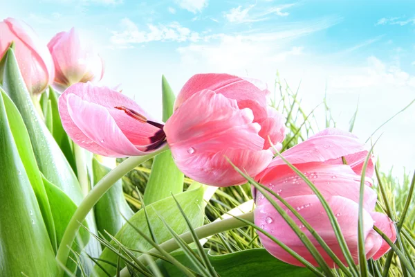 Close Van Roze Spring Tulpen Tegen Blauwe Hemel — Stockfoto