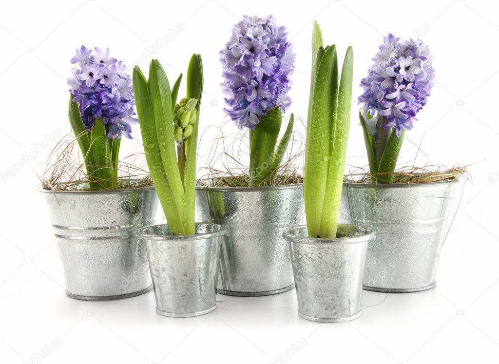 Purple hyacinth in aluminum pots on white