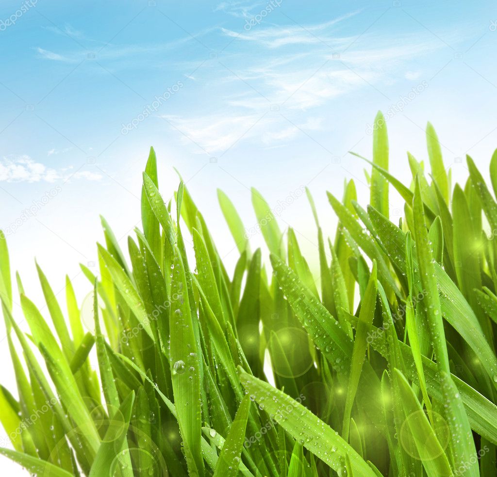 Fresh wheat grass with dew drops against blue sky