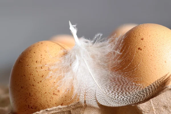 갈색 얼룩 덜 룩 한 계란의 근접 촬영 — 스톡 사진