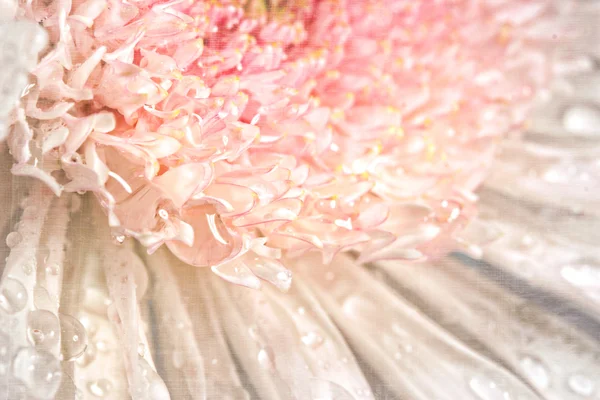Рожева хризантема з антикварним лихом — стокове фото