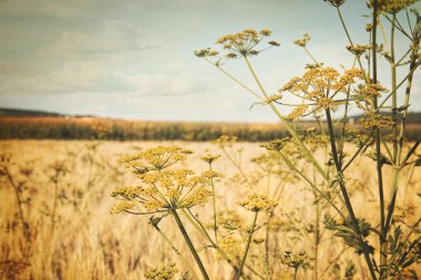 Late summer field of wild dill clipart