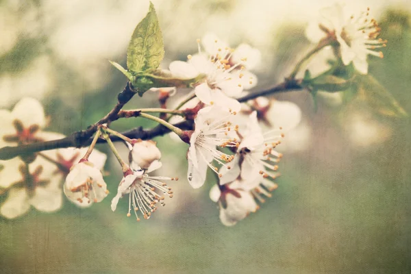 Ветвь цветения яблони в начале весны — стоковое фото