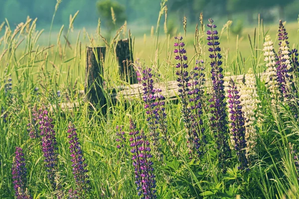Feld der Lupinen-Blumen — Stockfoto