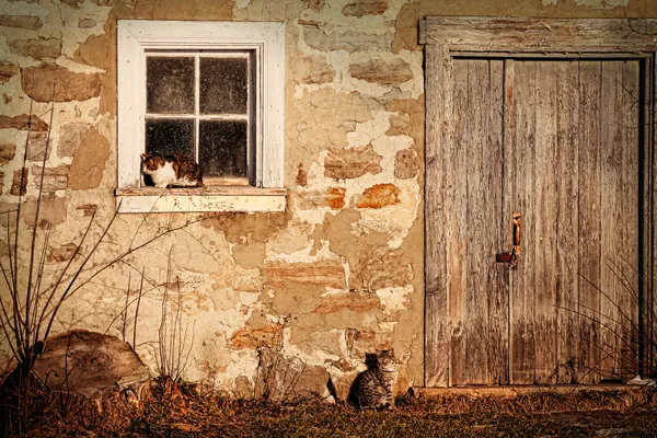 Сельский амбар с кошками, лежащими на солнце — стоковое фото