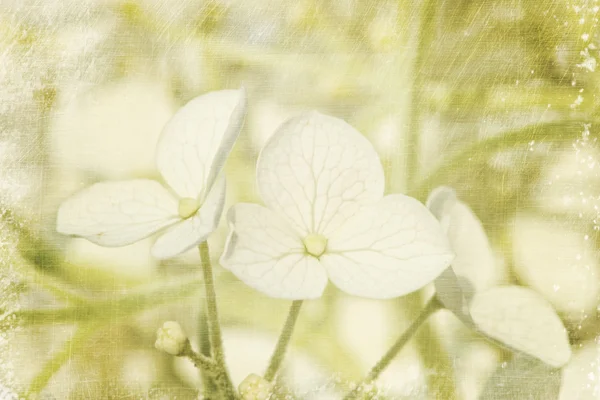 Крупный план цветков гортензии на винтажном фоне — стоковое фото