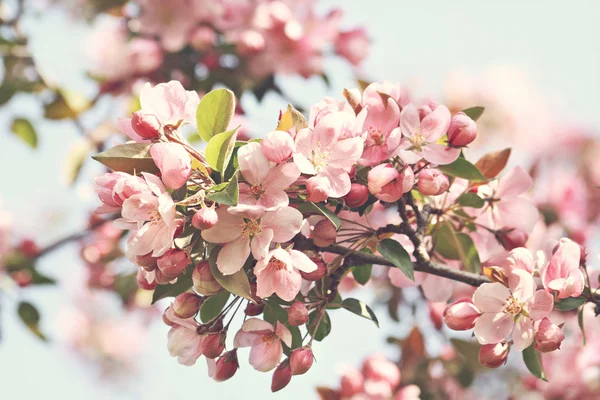 Pink apple blossoms — Stock Photo, Image