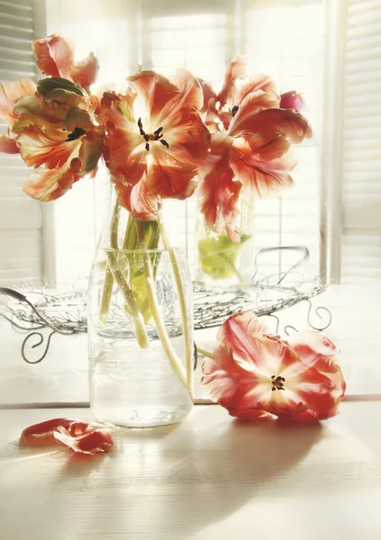 Friss tavaszi tulipán régi tej-palack — Stock Fotó
