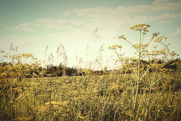 Feld von wildem Dill in der Nachmittagssonne — Stockfoto